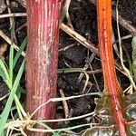 Beta vulgaris Bark