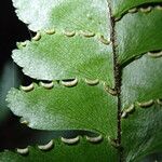 Adiantum vogelii Blatt