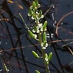 Triglochin barrelieri Blomma