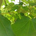 Acer cappadocicum Φρούτο