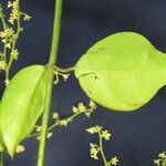 Tassadia obovata その他の提案