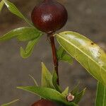 Alibertia edulis Fruit