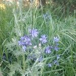 Pasithea caerulea Flower