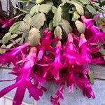 Schlumbergera bridgesiiBlodyn