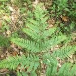 Botrychium virginianum Leaf