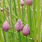 Allium schoenoprasum Fiore