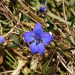 Delphinium staphisagria Blüte