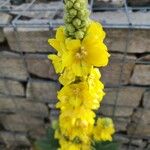 Verbascum densiflorumÕis