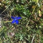 Gentiana brachyphylla Kvet