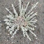 Artemisia stelleriana Leaf