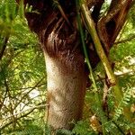 Prosopis juliflora Bark