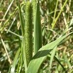 Phleum pratense ഇല