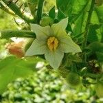 Solanum stramoniifolium Kvet
