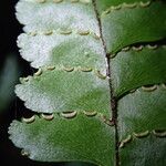 Adiantum vogelii Leaf