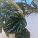 Peperomia caperata Folio