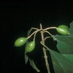Siparuna decipiens Meyve
