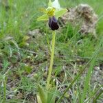Ophrys sulcata Libunga