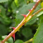 Rosa setigera Bark