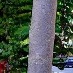 Tetradium daniellii Rinde