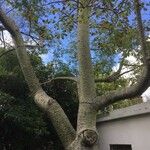 Ceiba chodatii Bark