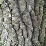 Populus alba Bark