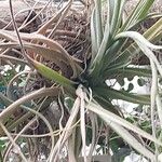 Tillandsia pohliana 葉