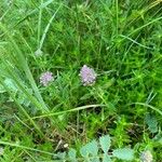 Thymus pulegioidesFlower