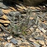 Artemisia genipi Habit