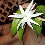 Jasminum laurifolium Blüte