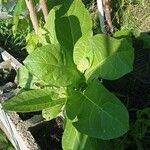 Nicotiana tabacum Foglia