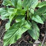 Arum maculatum Habitus