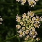 Laserpitium gallicum Flor
