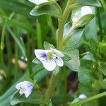 Veronica serpyllifolia 花