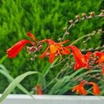 Crocosmia aurea Flor