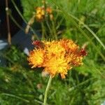 Pilosella guthnikiana Flower