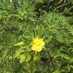 Suriana maritima Flower