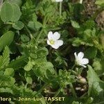 Arenaria hispanica Flor