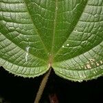 Miconia neoepiphyitca Levél