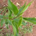 Baccharis latifolia Leaf