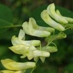 Vicia pisiformis Blüte