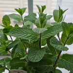 Mentha × rotundifolia List