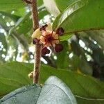 Theobroma grandiflorum Flor