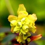 Euphorbia epithymoides Цвят