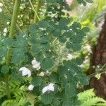 Thalictrum delavayi Ліст