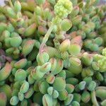 Crassula rogersii Hoja