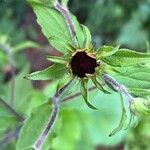 Rudbeckia triloba Lorea