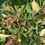 Arbutus unedo Ліст