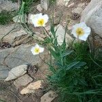 Ranunculus amplexicaulis Flower