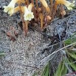 Orobanche fasciculata Flor