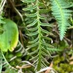 Pedicularis groenlandica Hostoa